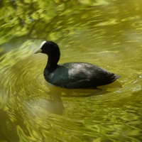 Photo de belgique - Le jardin botanique de Meise